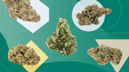 Buy Cannabis Sativa